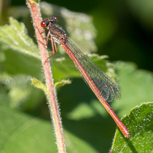 Ceriagrion tenellum erythrogastrum female.jpg